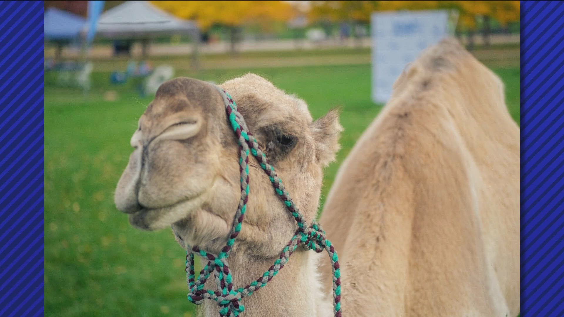 The local animal celebrity was so popular, the Caldwell Mayor named Sept. 21 "Clyde the Camel Day."