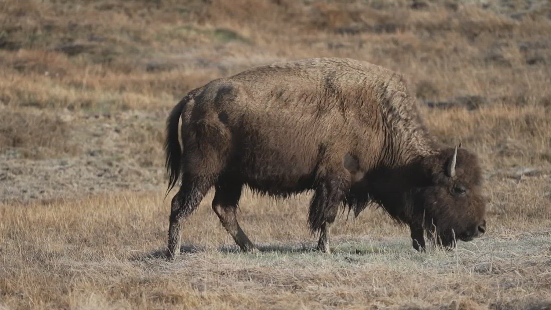 It was the first reported incident of a person injured by a Yellowstone bison this year, and happened only about two weeks after the park opened entrances for the su