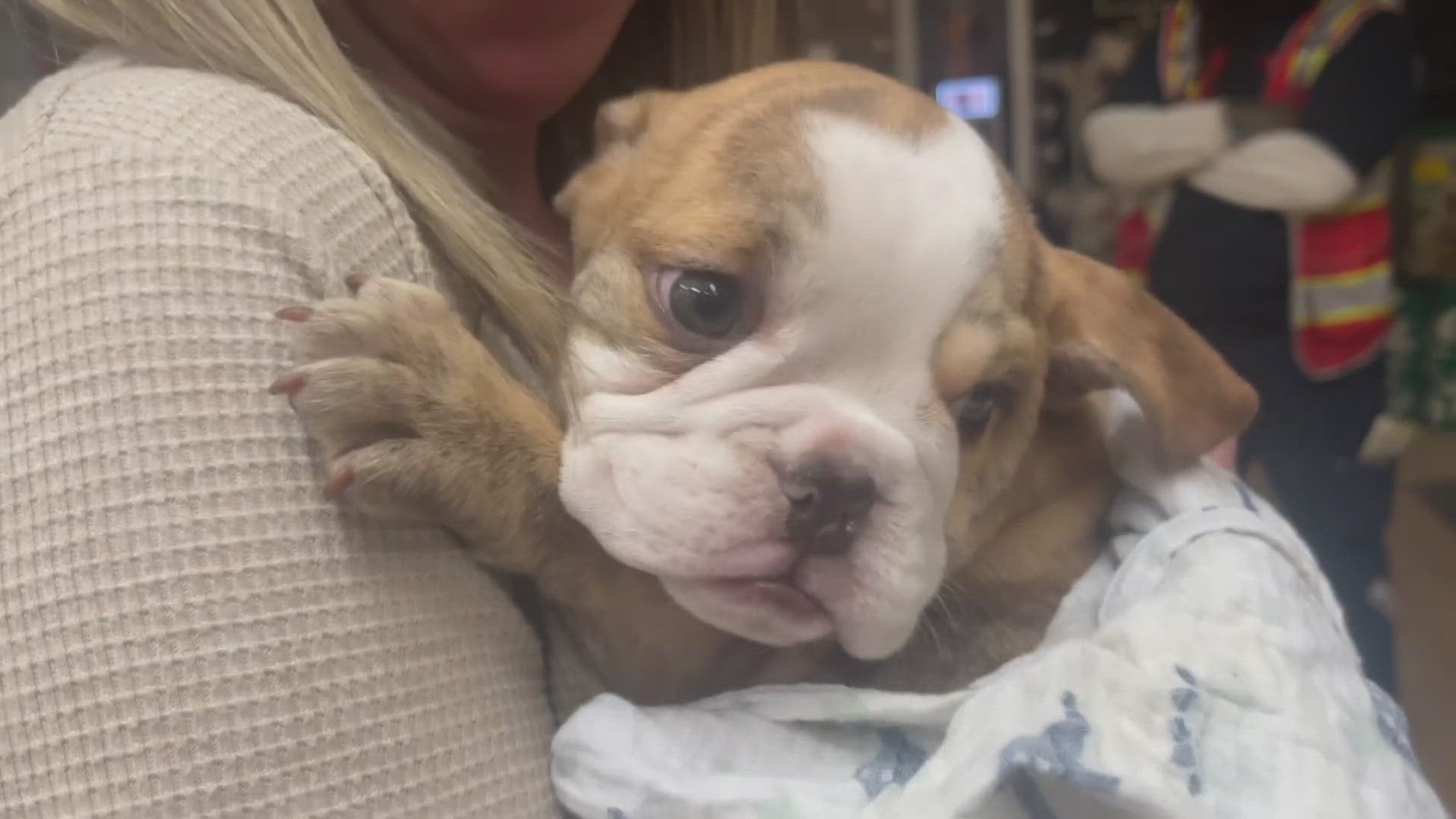 Two bulldog puppies, priced at $4,299 each, were kept in a locked pen near the back of the store – one pup was returned by a woman who paid a street vendor $1,500. 