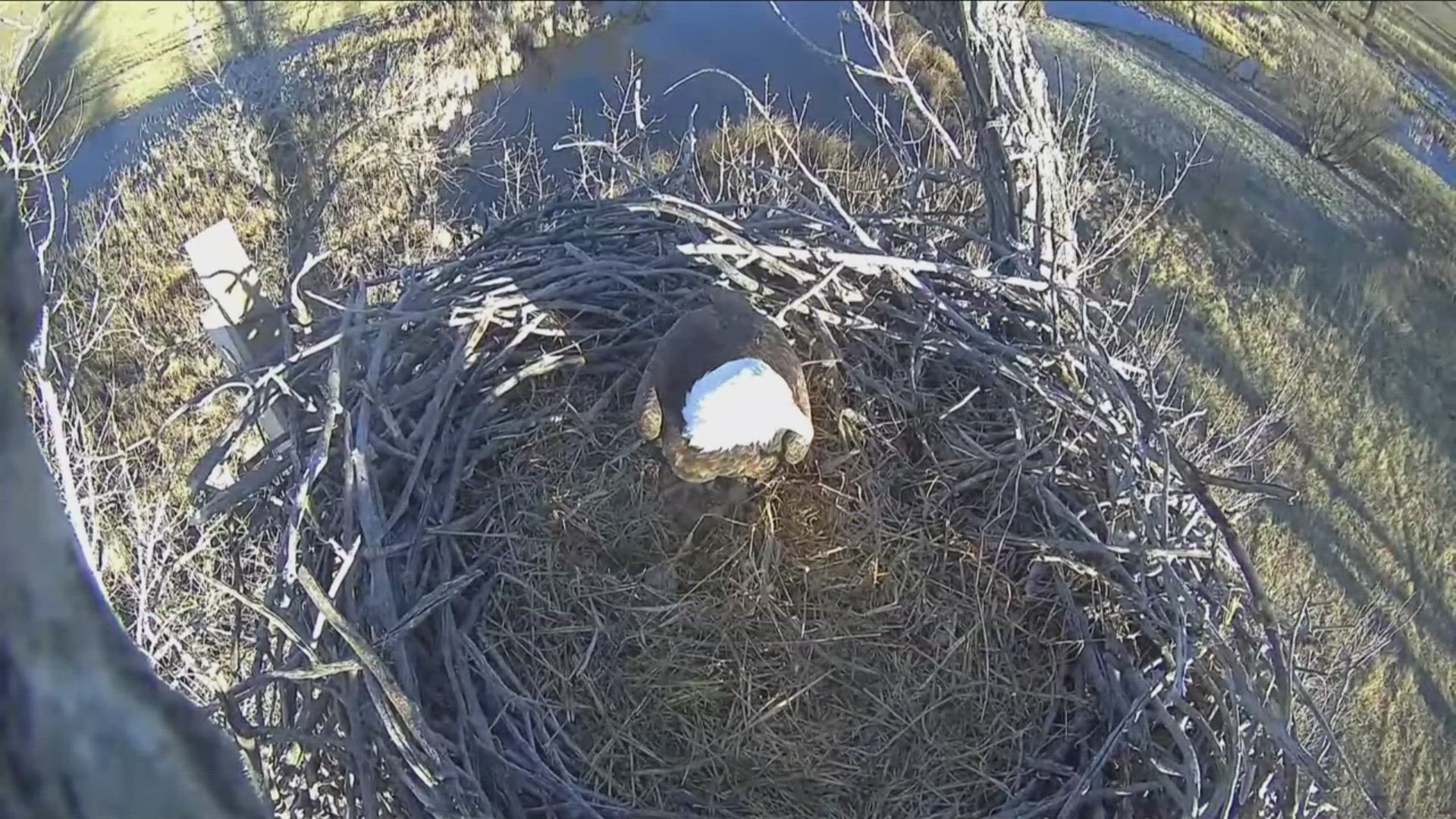 In Colorado, bald eagle pairs in Standley Lake Regional Park and Fort St. Vrain in Platteville have laid eggs.