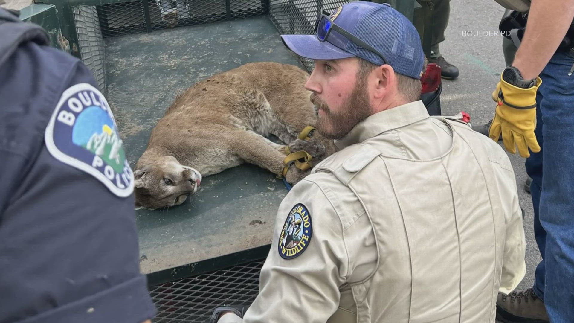 Mountain lion relocated after attacking dog in Boulder | kens5.com