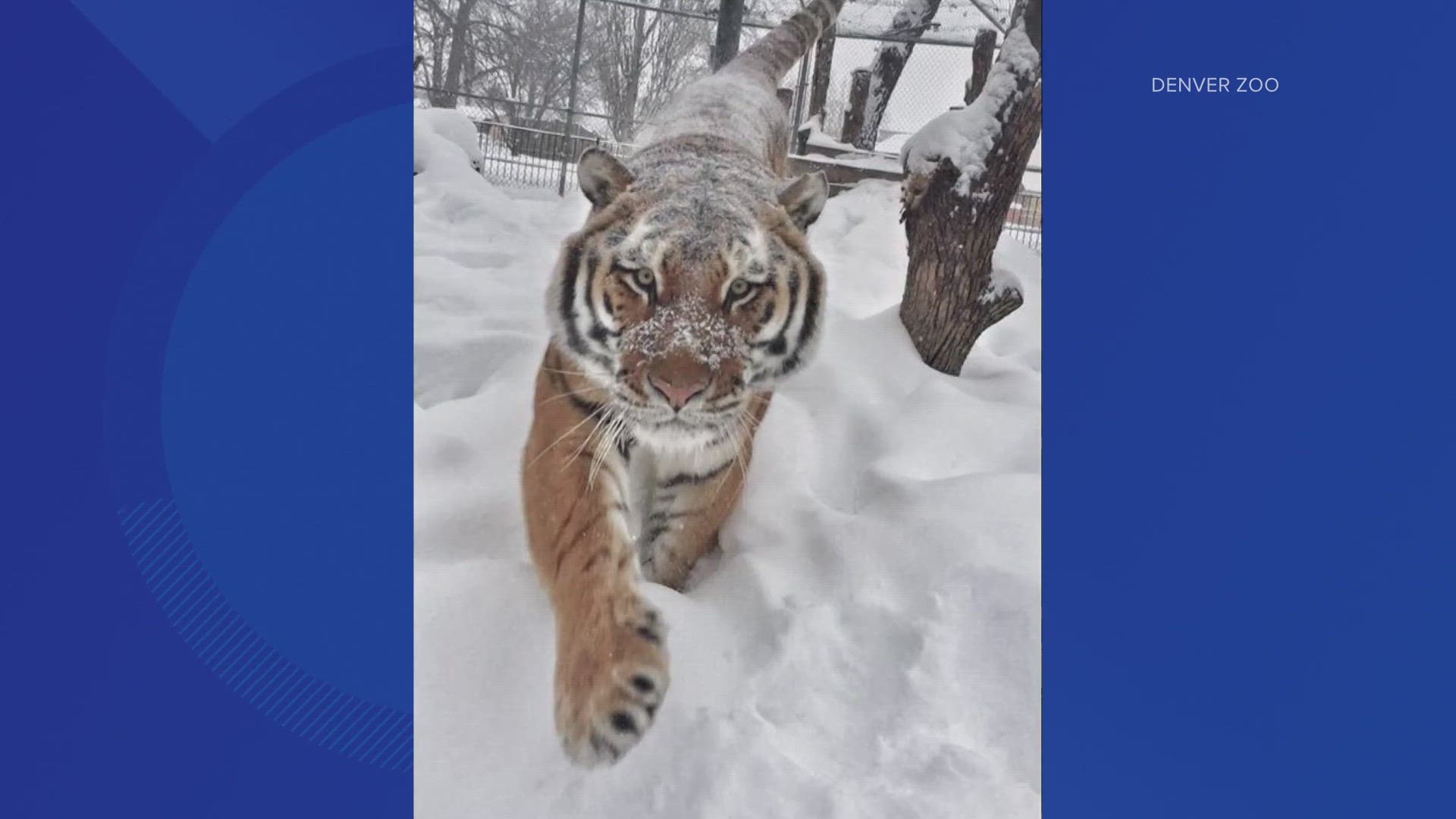 Viktor is a 12-year-old Amur tiger who is expected to breed with their 13-year-old tiger, Nikita.