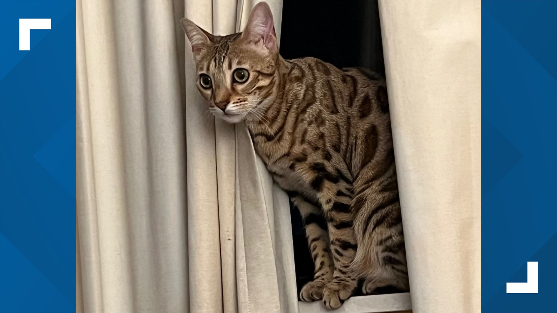 Missing Bengal show cat found safe at Denver airport