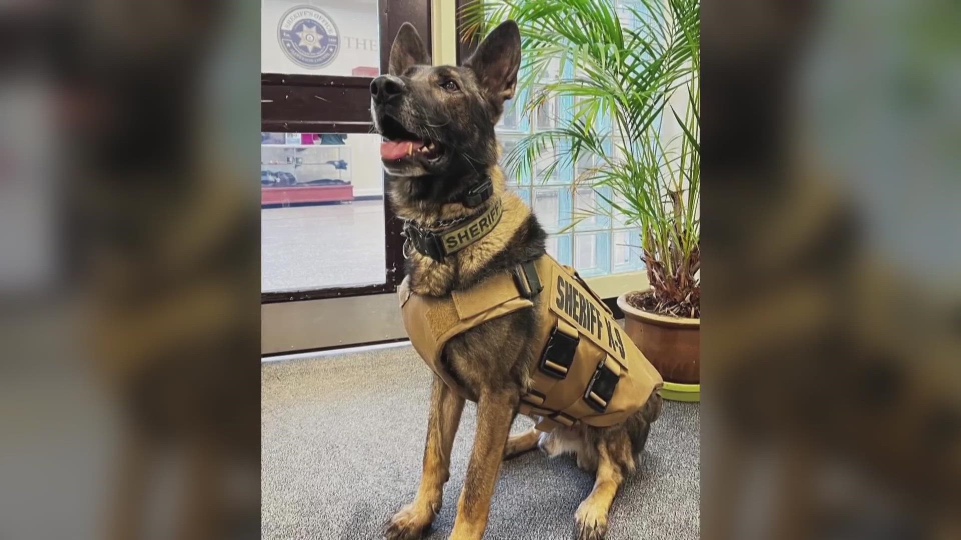 Memorial service for Colorado police dog killed in line of duty