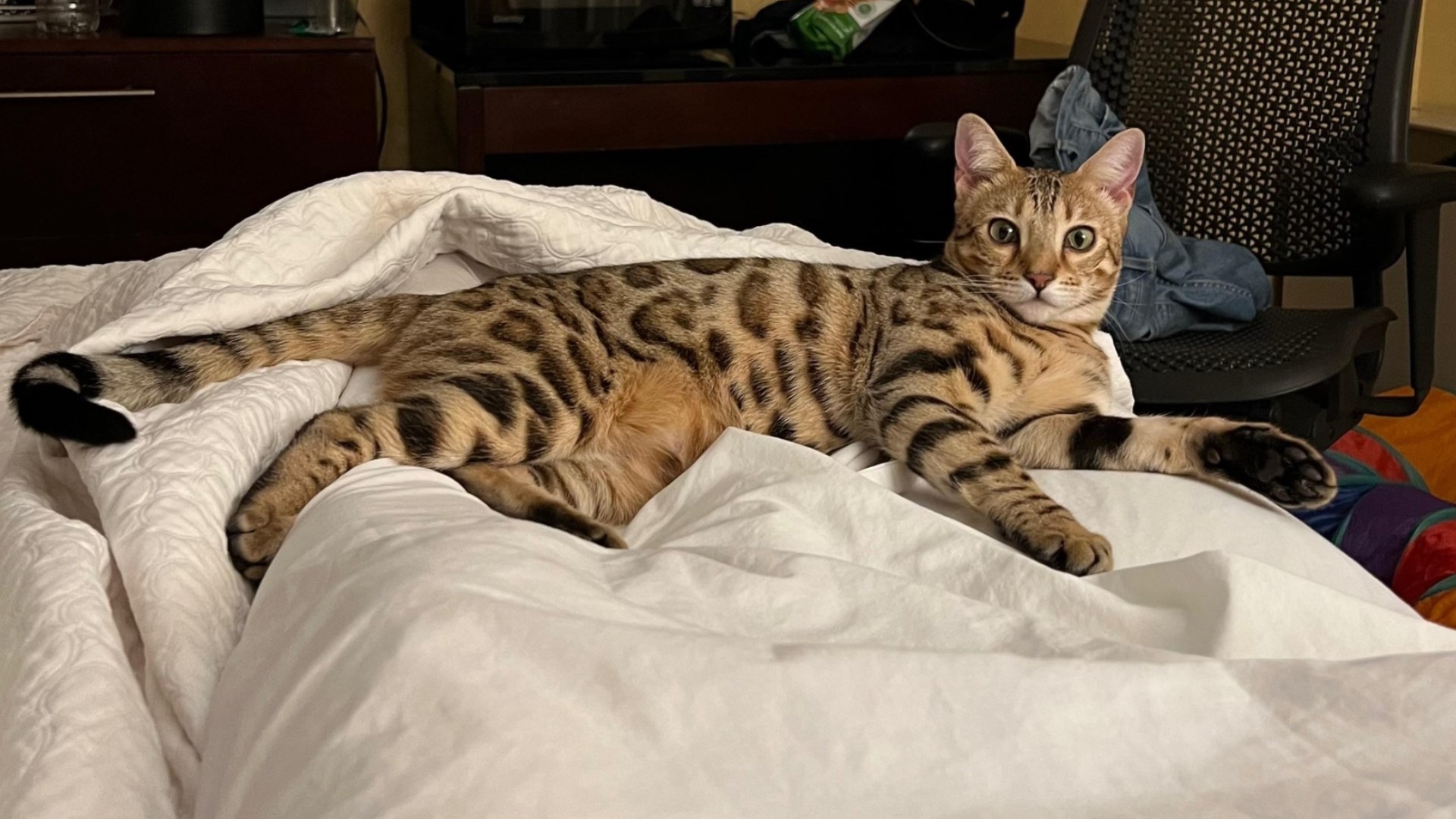 Missing Bengal show cat found safe at Denver airport