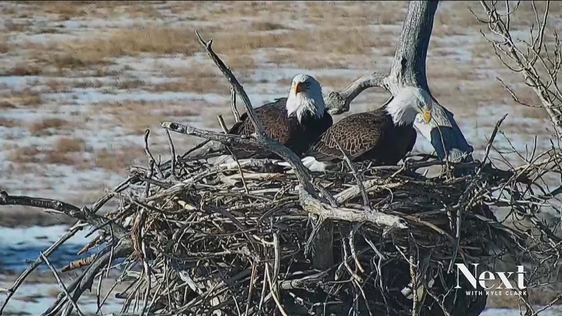 Colorado bald eagle pair again lose eaglet after nest falls - Vimarsana News