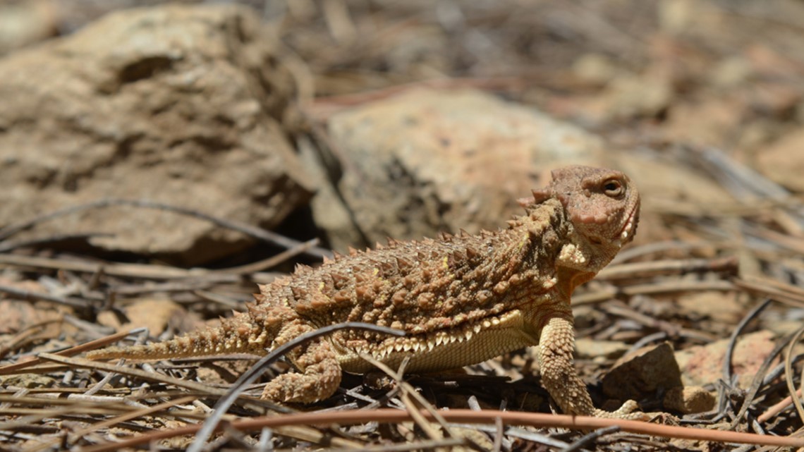 Horned Lizard Day? No problem, new lizards on the way - Vimarsana News