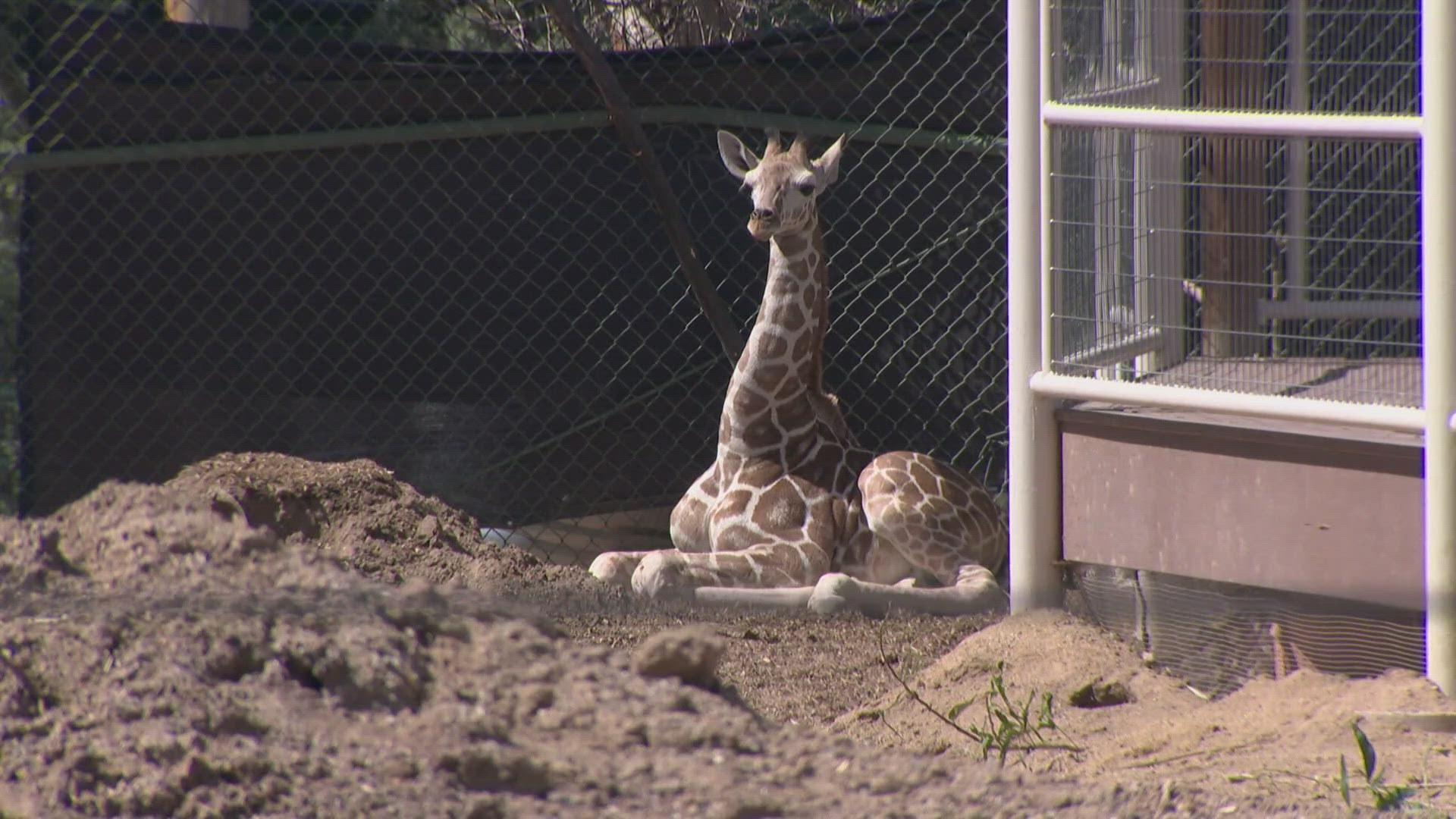This was the first giraffe born at the Denver Zoo since the 2017 birth of Dobby, who is now the oldest giraffe in the herd.