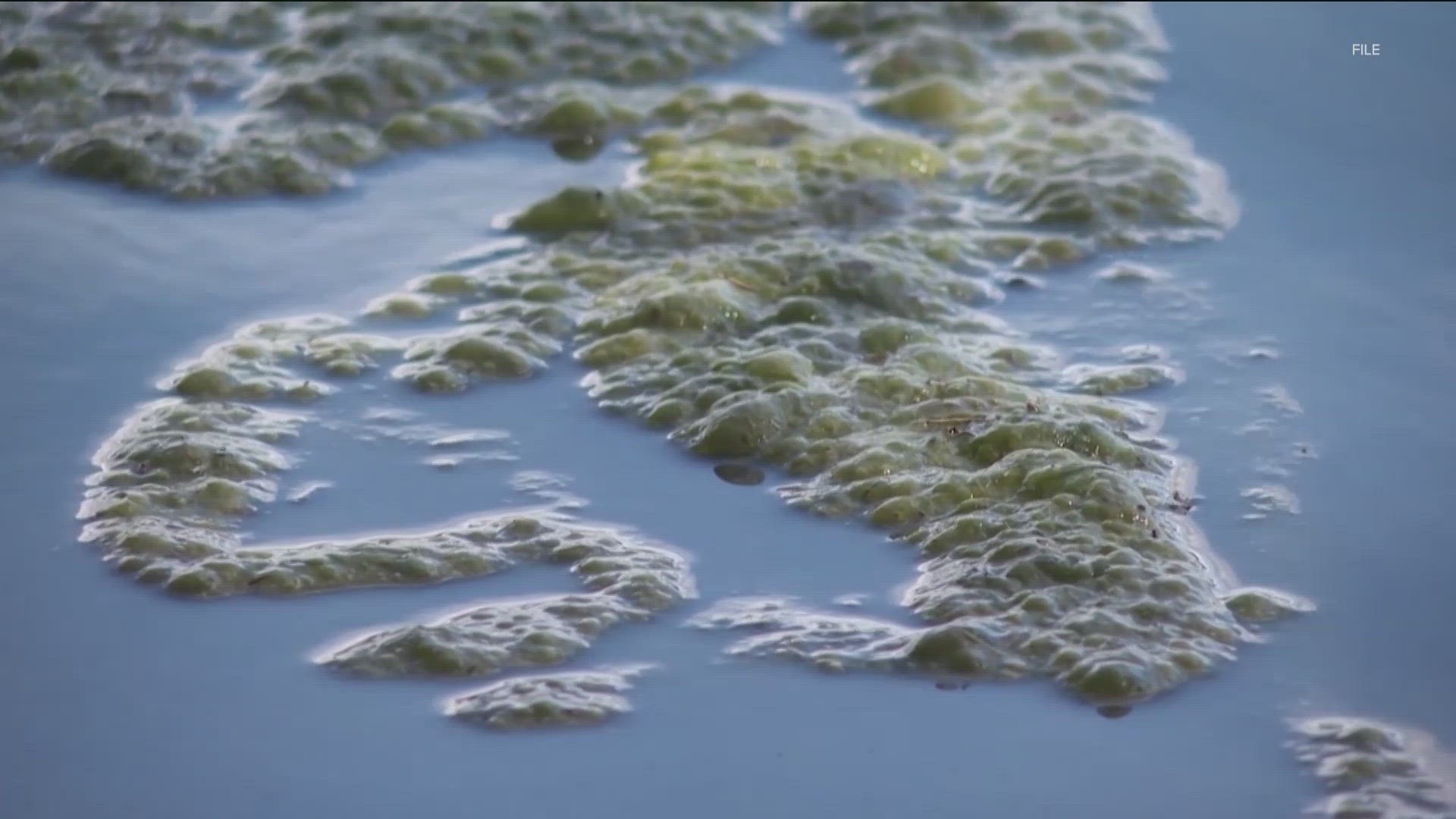 Environmental scientists in Austin are looking at ways to mitigate the spread of toxic algae.