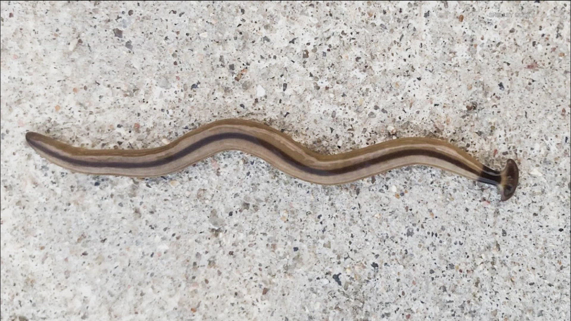 Hammerhead flatworms: How to deal with toxic worms in Austin | kens5.com