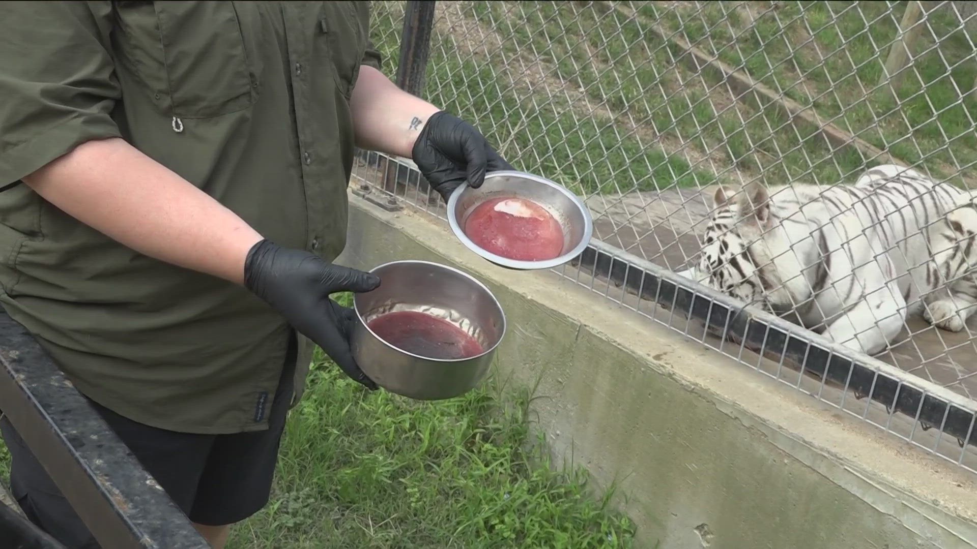 Triple-digit temperatures can be hard on humans and animals. KVUE's Eric Pointer checked in with the Austin Zoo to see how it handles the heat.