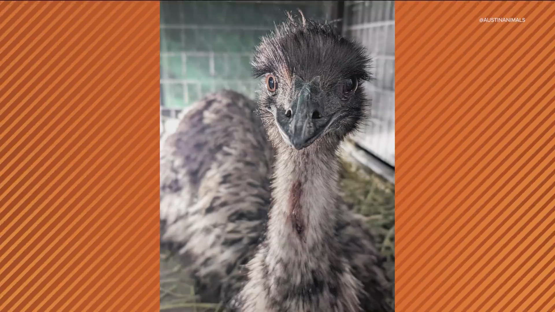 The emus have since been relocated to the Austin Zoo. The owners have not yet been found.