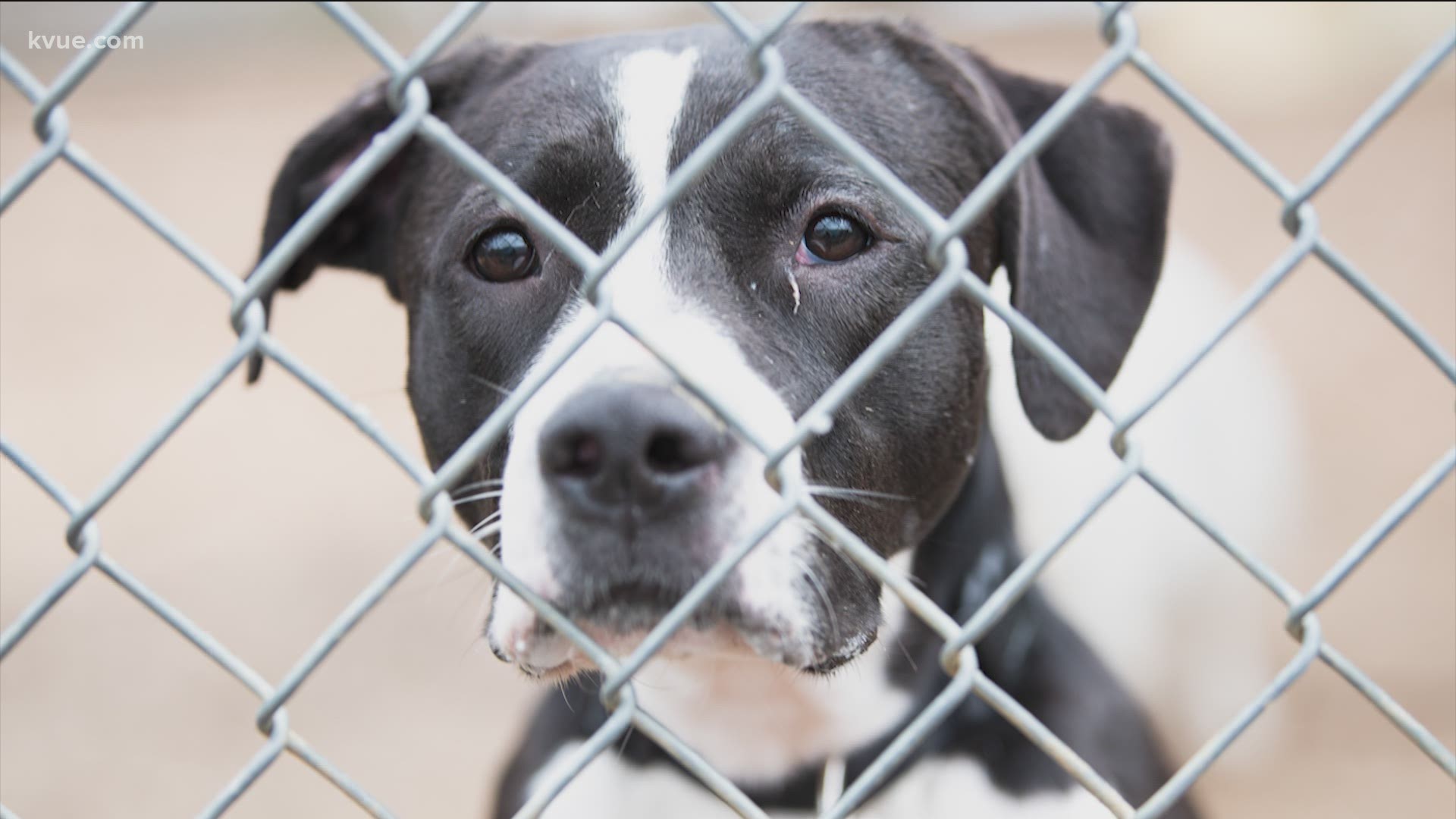 For the first time since the pandemic started, the Austin Animal Center is opening at 100% occupancy. They need you to stop by and adopt a pet.