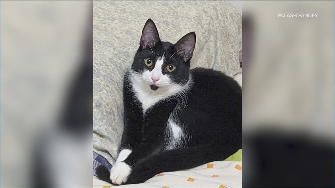 Austin man reunited with cat after claims Lyft driver took off - Vimarsana News