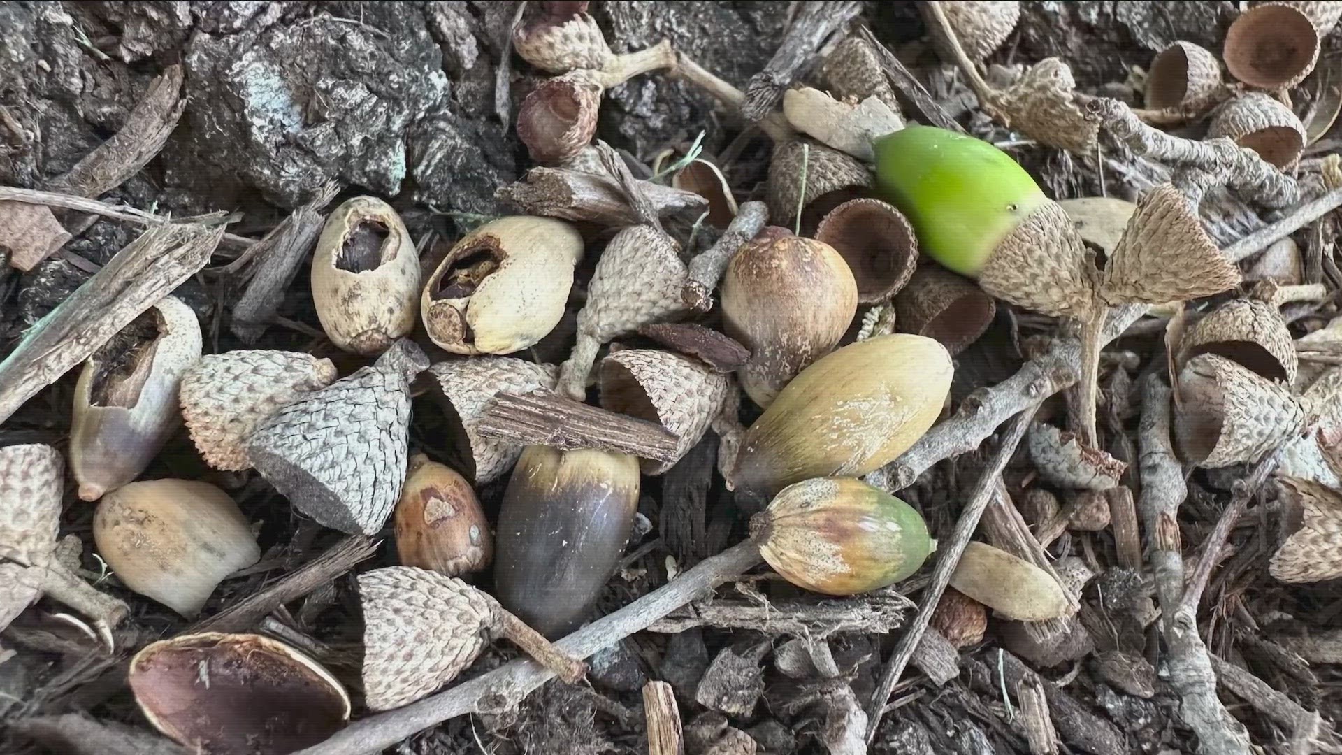 If you think you've been seeing a lot more acorns this fall, you are correct. Trees are going through what's called "masting."