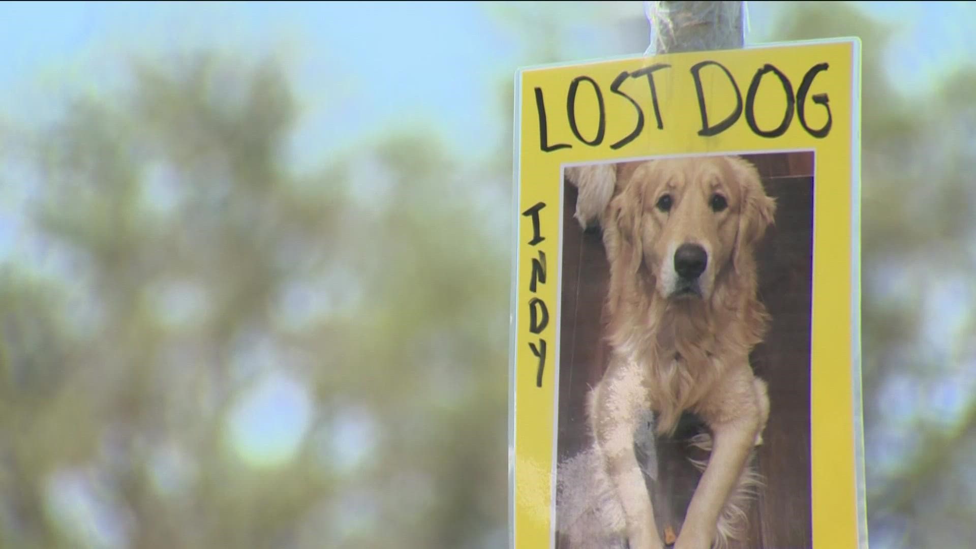 The sheriff's office said it is trying to determine a cause of death for the dog after it was found buried on the grounds of Lucki Dogs Resort.
