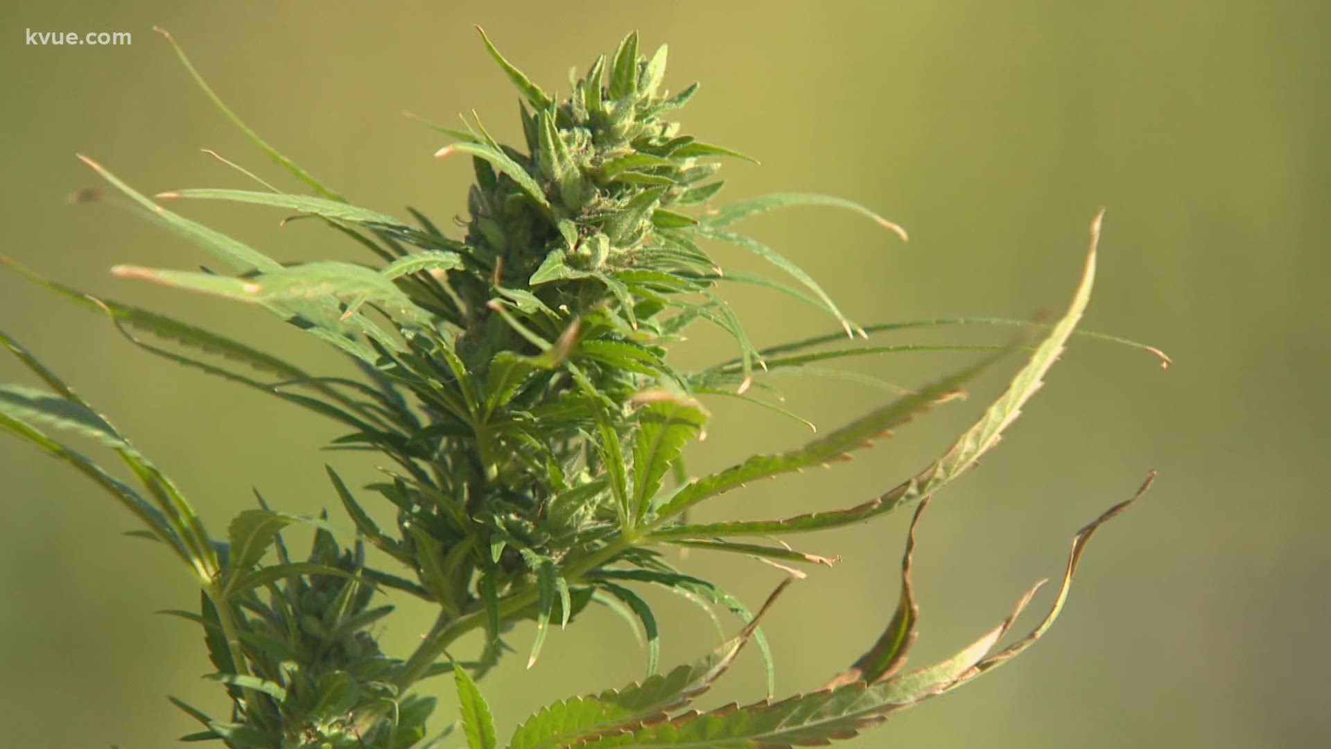 The first legal hemp harvest in Central Texas in years is happening. Hemp is a relative of marijuana but doesn't have enough THC to get people high.