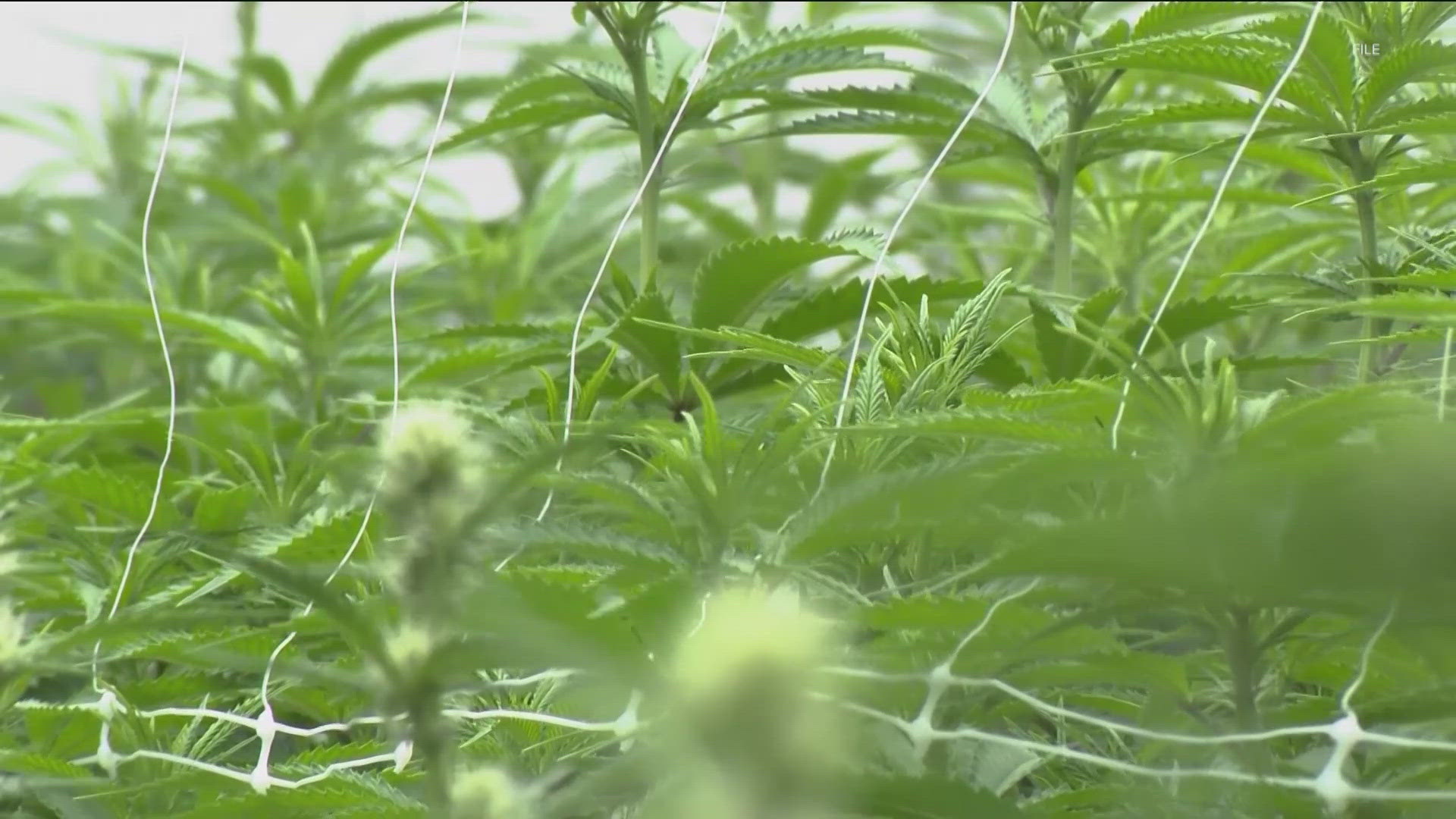 A Texas Senate committee on Tuesday discussed a bill to ban consumable hemp products with THC.
