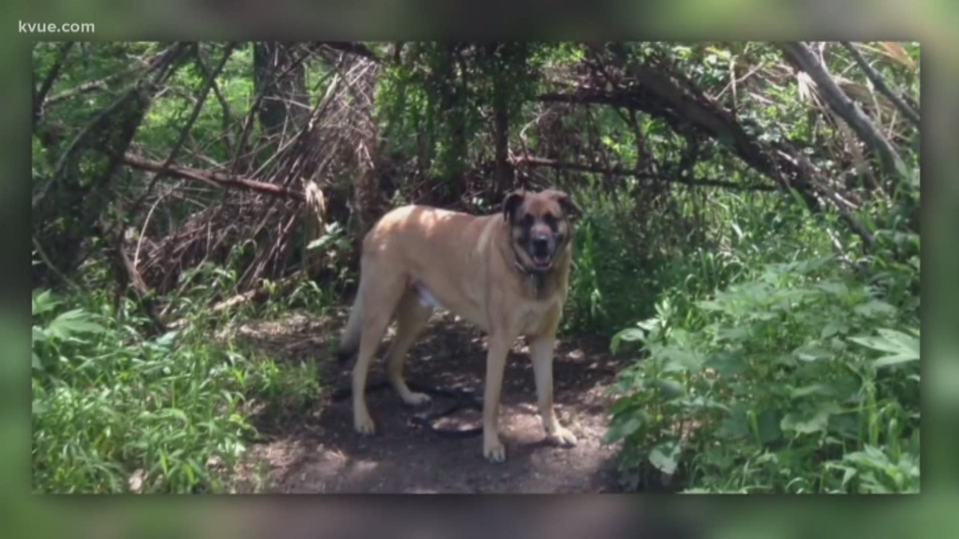 Instead of celebrating the start of the new year, a South Austin man says he had to bury his beloved dog.