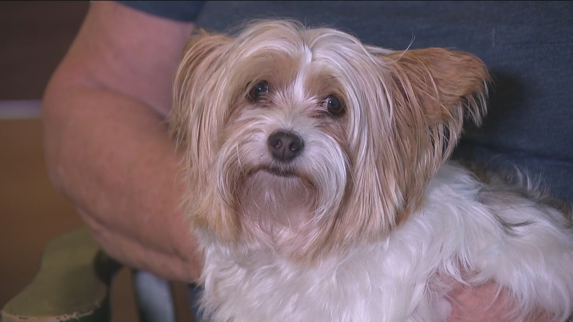 A Central Texas woman has been reunited with her dog, Jolene, after she said an Amazon Flex driver stole her from a North Austin neighborhood.