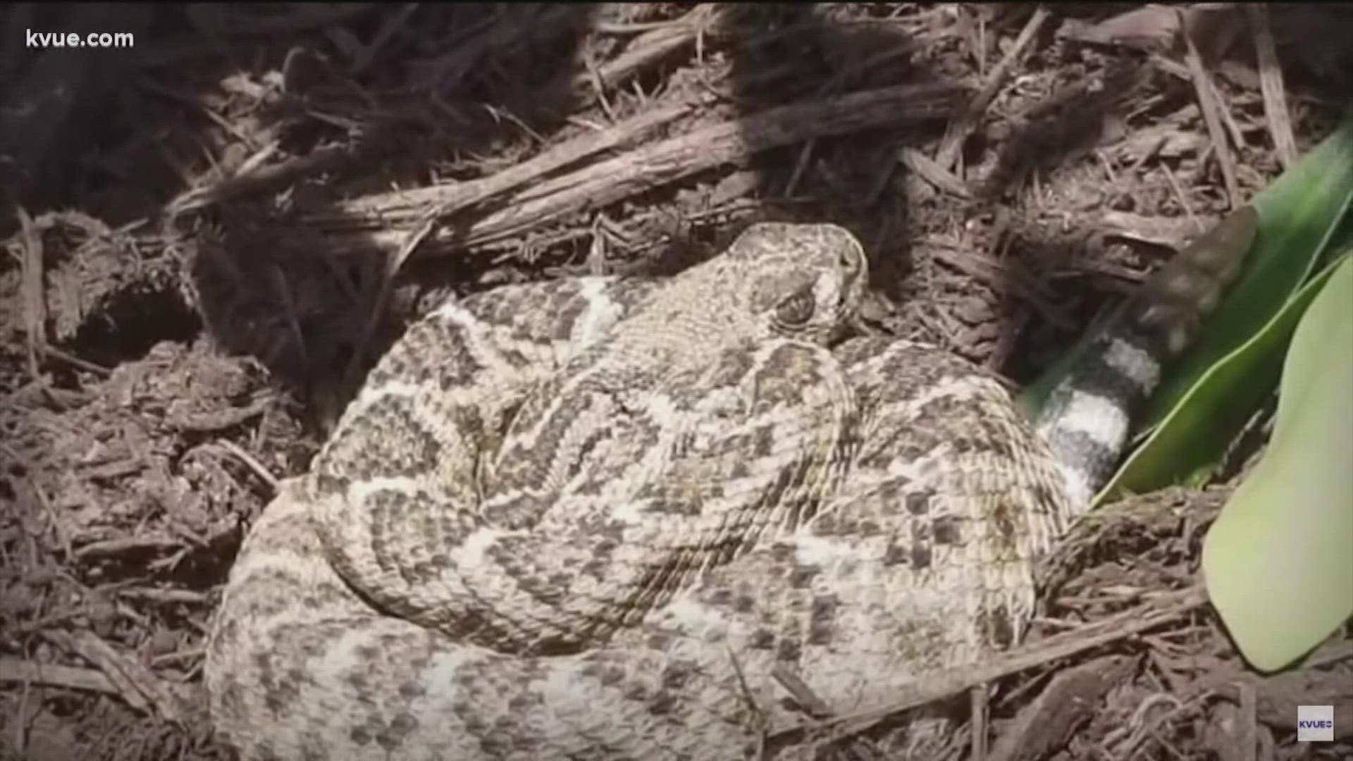 The could be danger lurking behind any Texas bluebonnet patch.