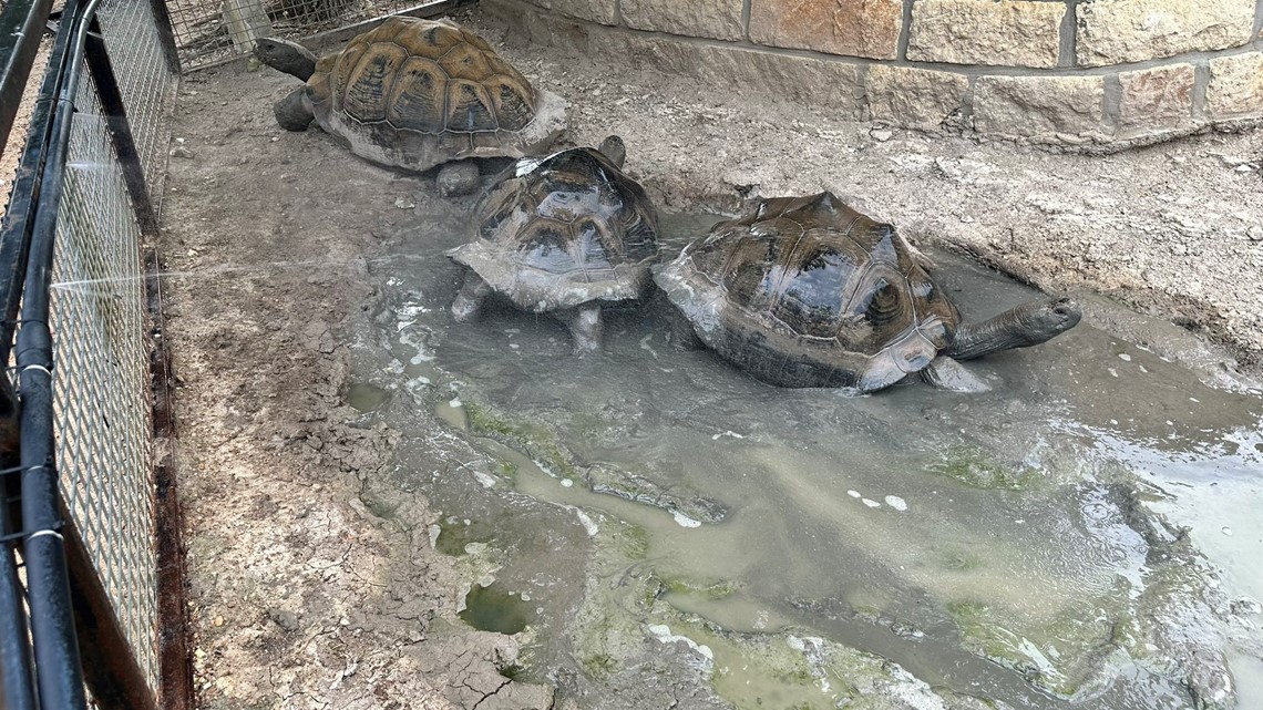 How the Austin Zoo keeps its animals cool during hot temperatures - Vimarsana News