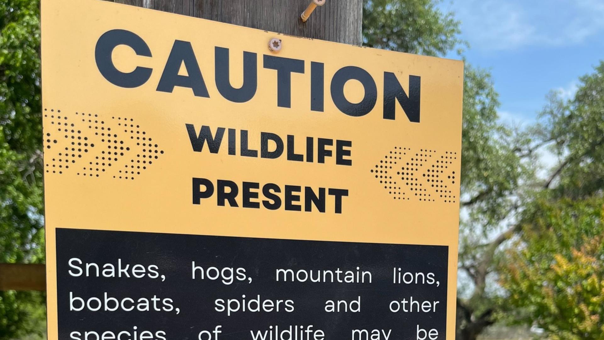 City workers spotted the lion in the area known as Purgatory Creek, near Dante Trail.