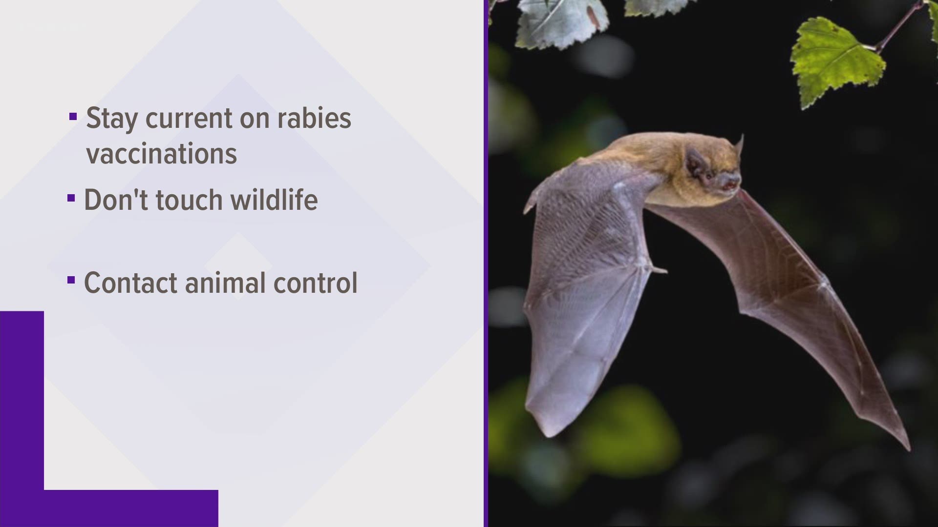 A bat found in Cedar Park has tested positive for rabies.