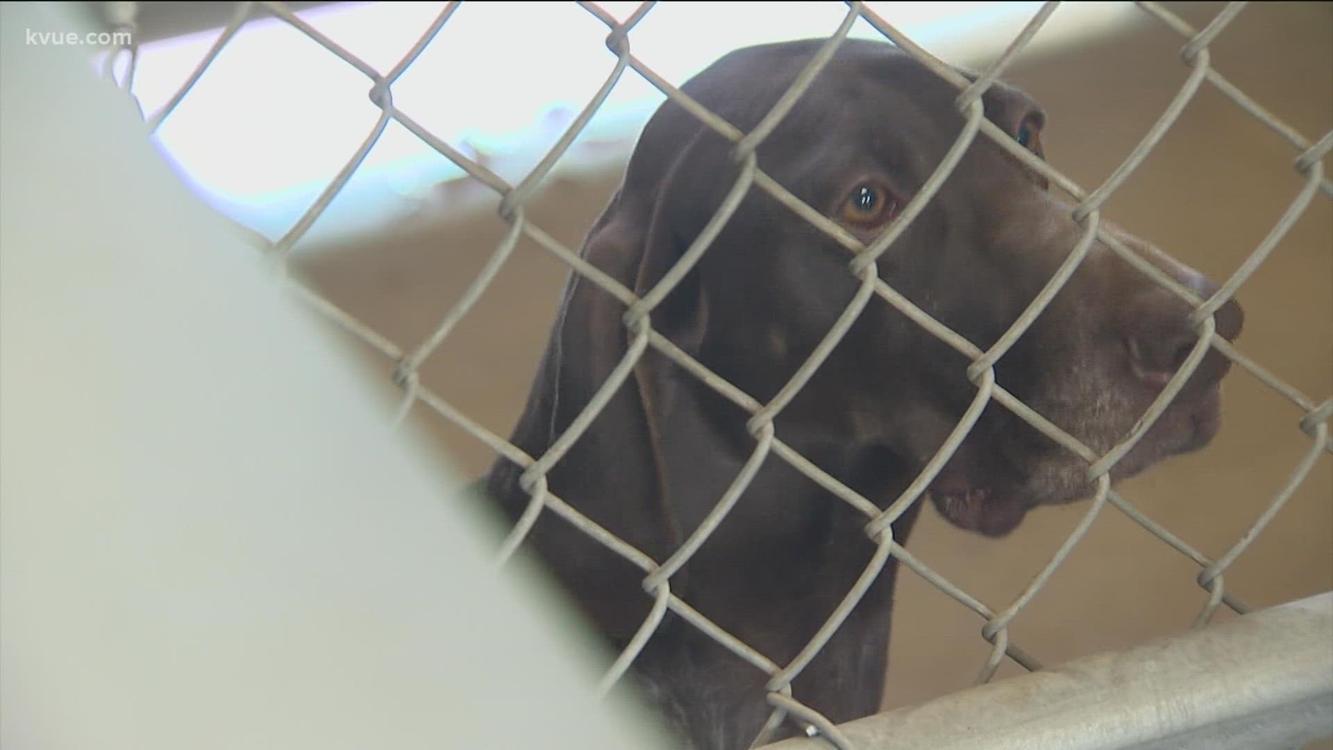 Every day at Austin's airport, TSA screening officers do thousands of checks to keep travelers safe. But they have help from four-legged furry friends.