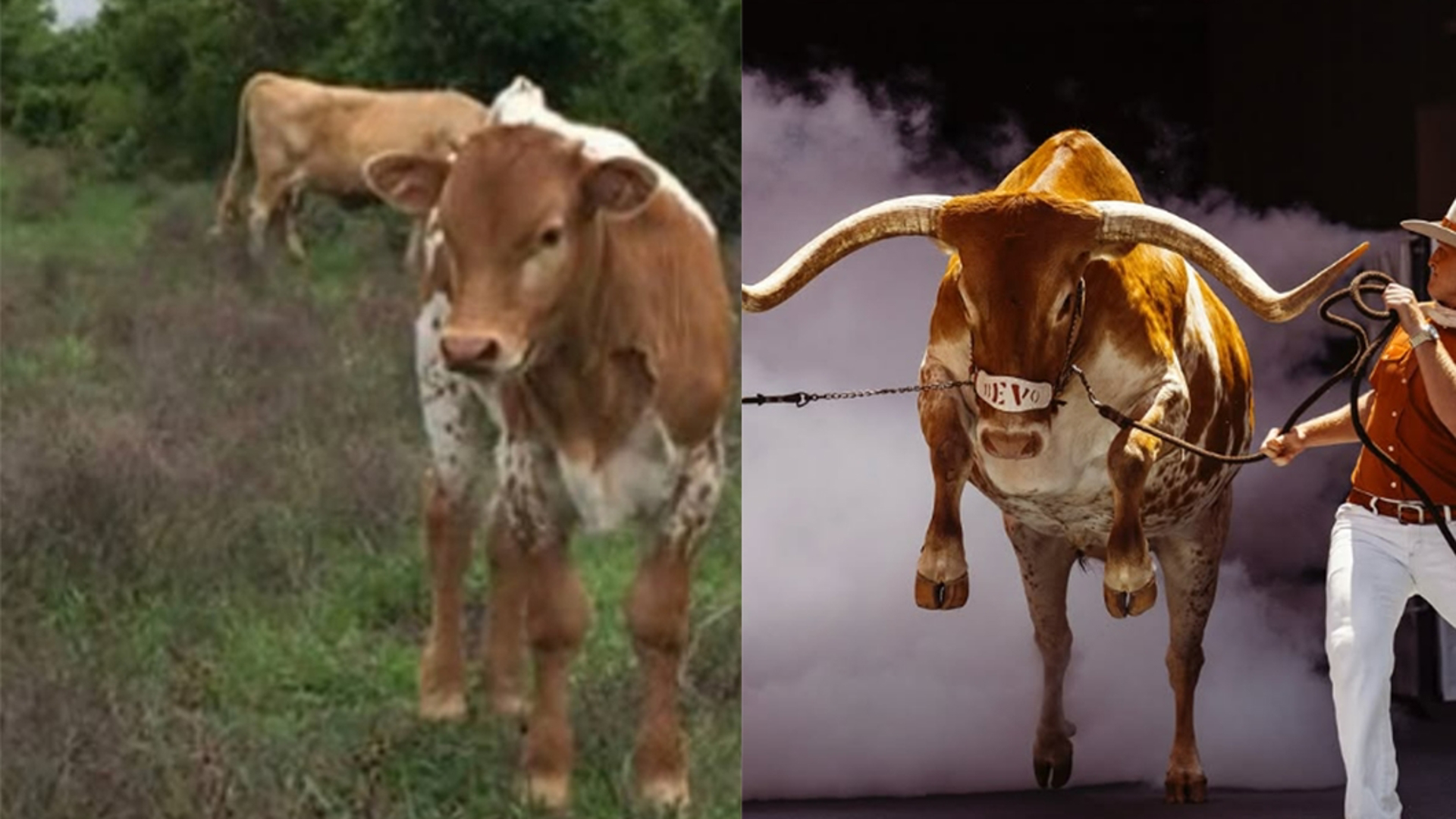 Texas Longhorns' mascot Bevo turns 10 | kens5.com