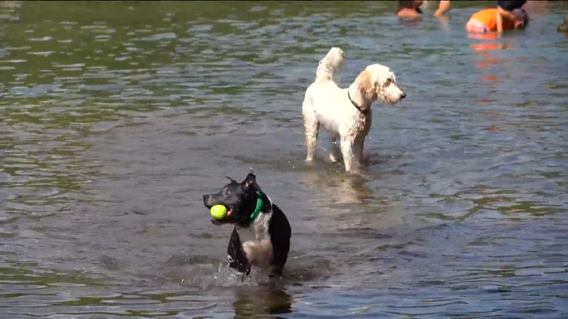 People who enter the water do so at their own risk, but there are tips to keep pets safe.