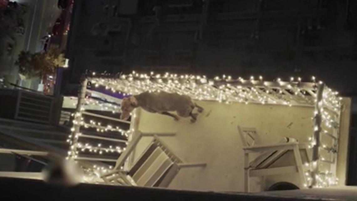 Police remove dog from Downtown Austin apartment in suspected animal ...