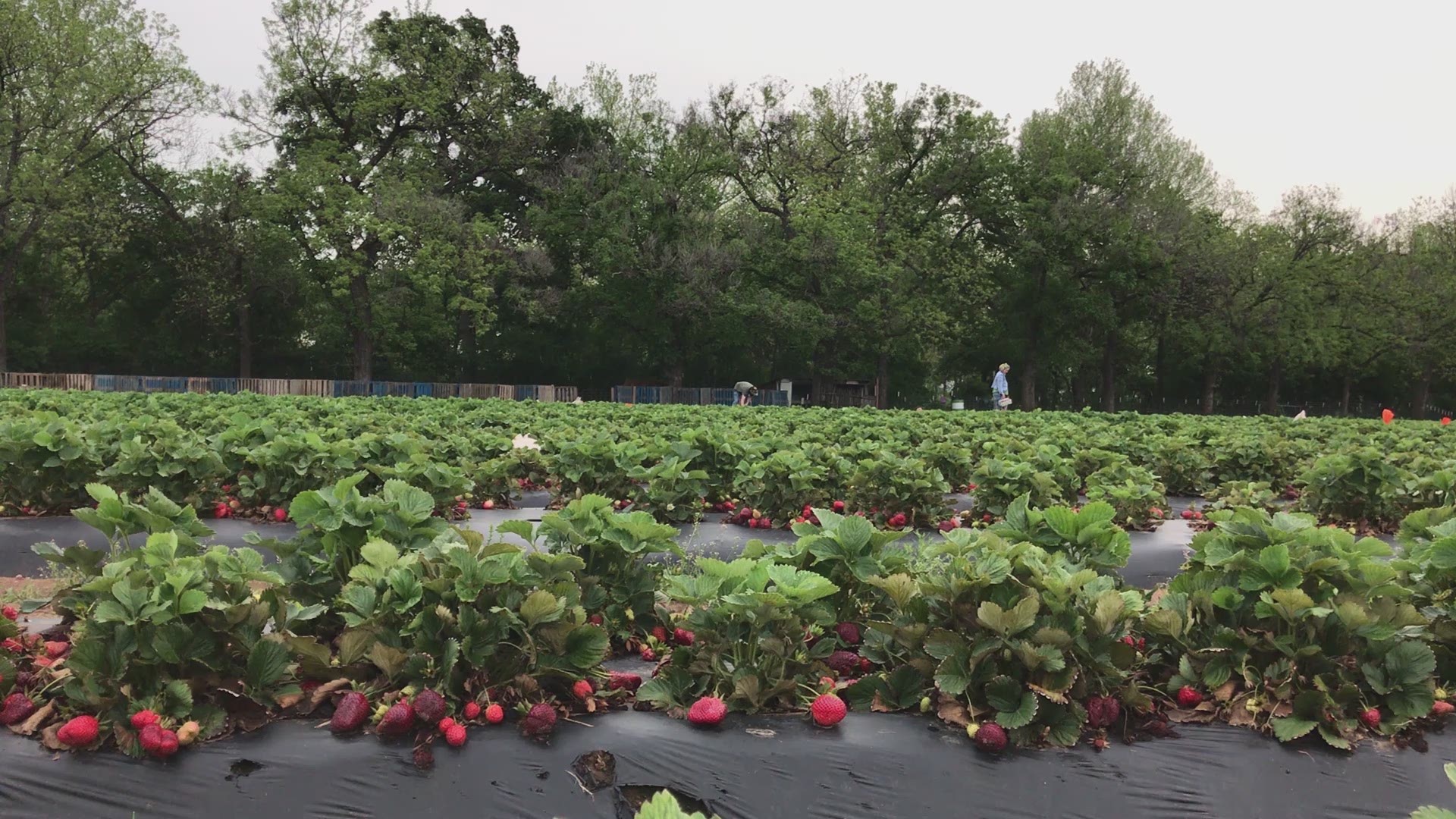 Here's a look at Sweet Berry Farm in Marble Falls.