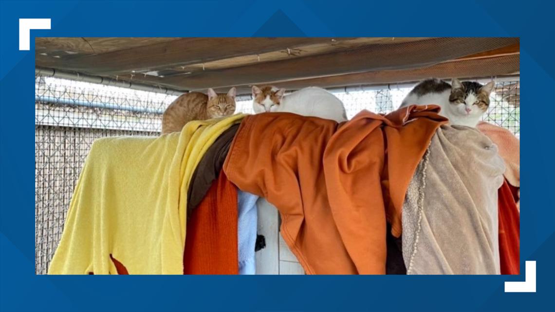 Austin cold weather Animal shelter donations needed