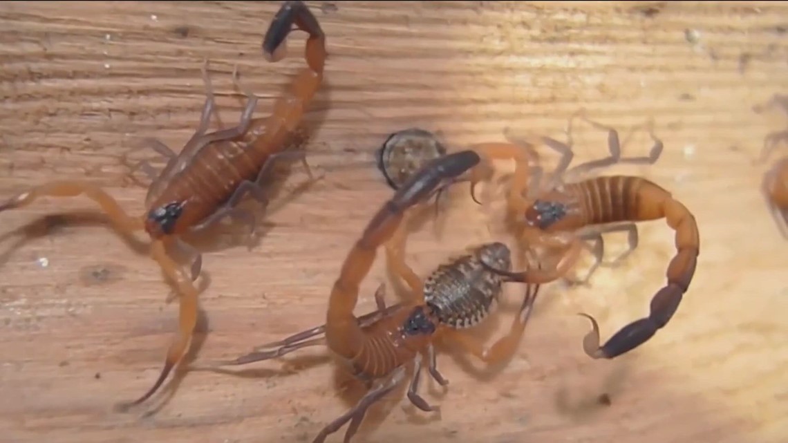 Austin, Texas expert tips on preventing scorpion infestations - Vimarsana News