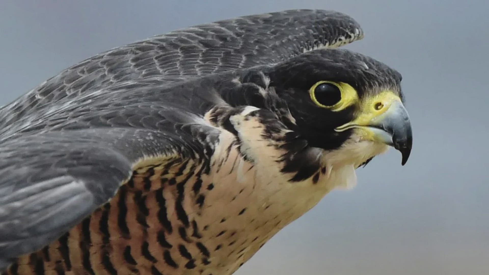 Starting Feb. 1 and ending May 31, the park will be once again closing select areas in the Chisos Mountains to protect the falcons.