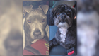 Family dog hit and killed after running from the sound of fireworks