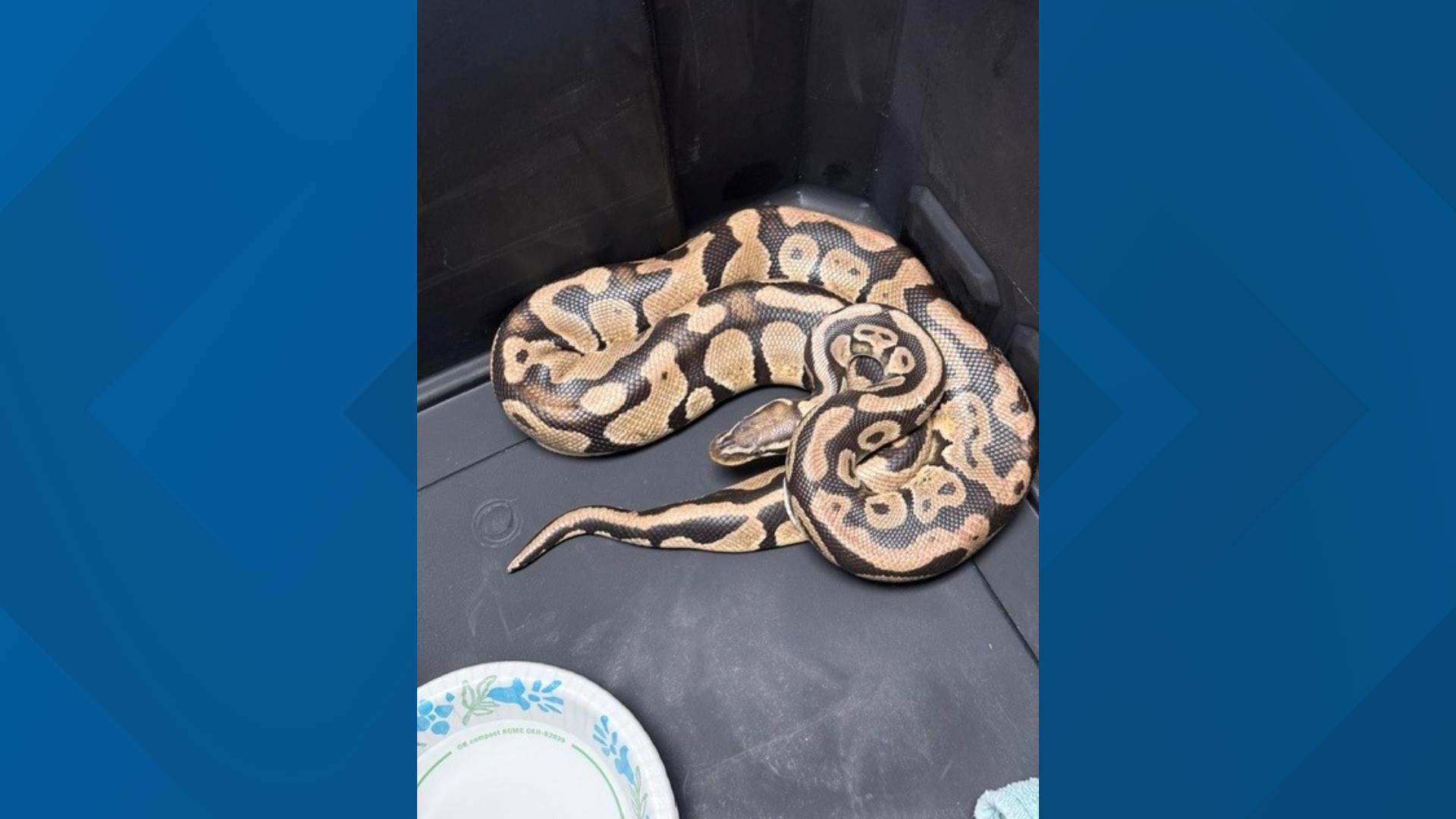 Upset Python Orangevale woman gets answers after finding ball python in toilet ...