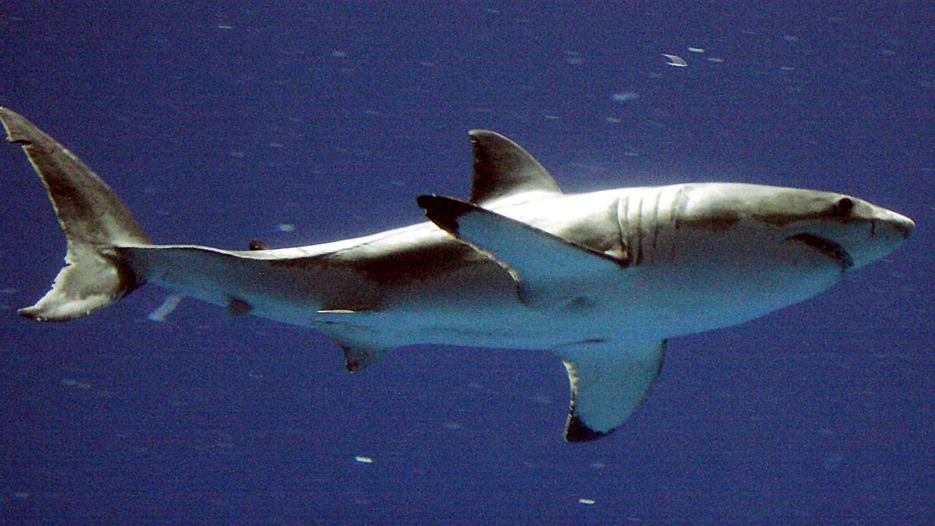 It’s wise for beachgoers to be aware of the presence of sharks in shallow waters and avoid areas where seals are present or schools of fish are visible, experts say.