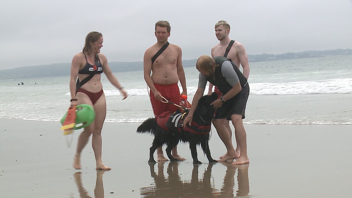 Scarborough beach has two canine lifeguards on patrol team - Vimarsana News