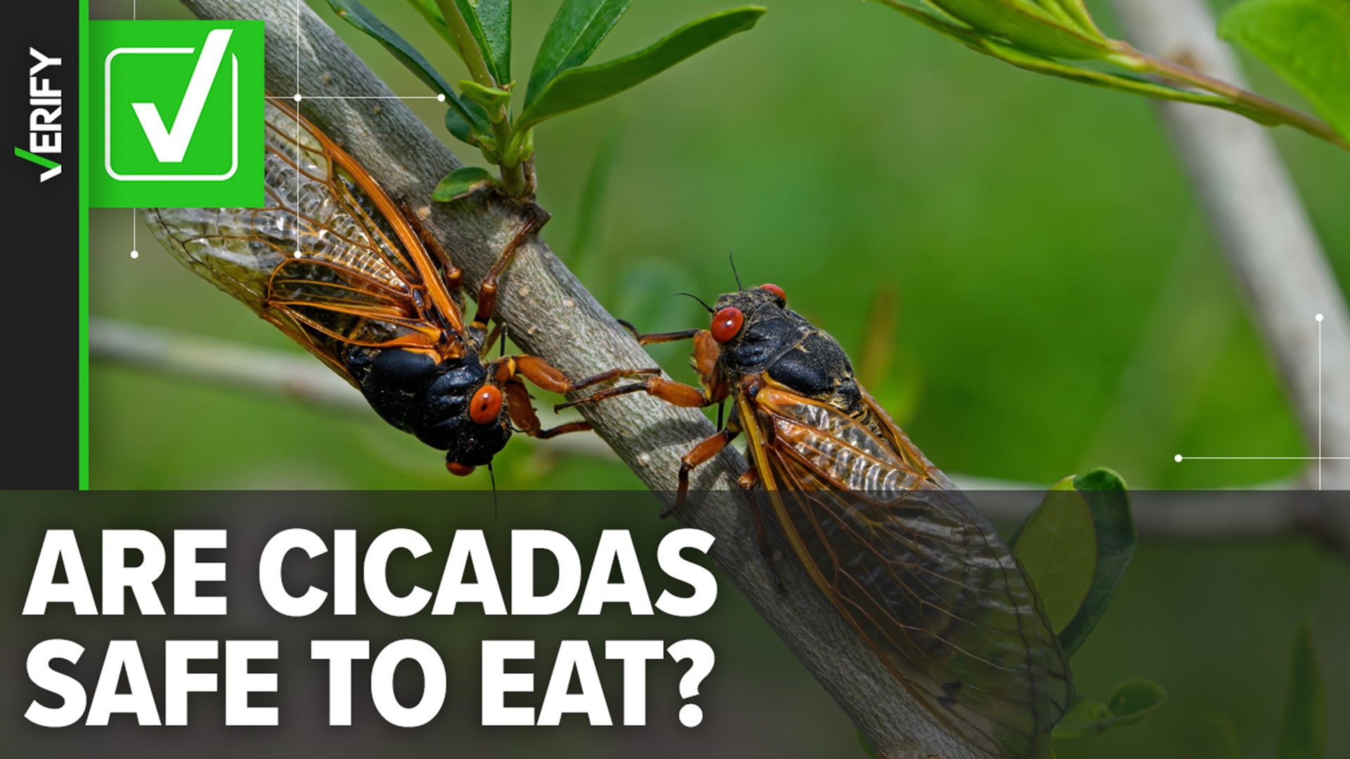 Fearless foodies, listen up: Cicadas are indeed edible, and there are recipes available online. Now whether or not you decide to indulge is up to you.