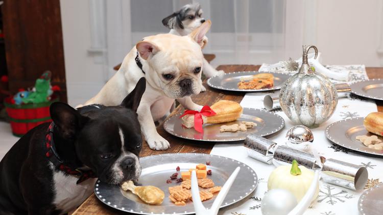 Verifying which Thanksgiving foods are safe for pets