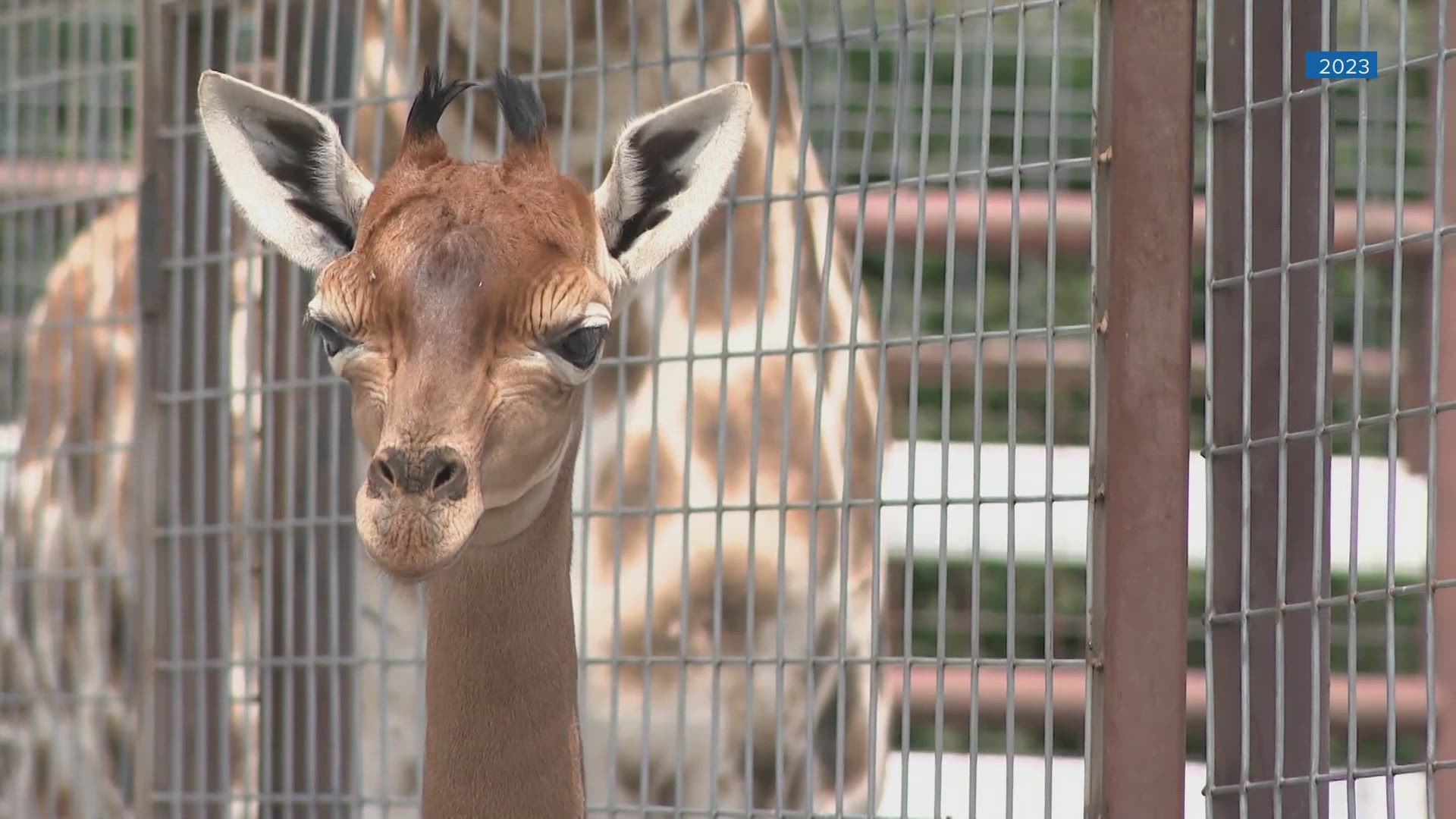 Kipekee,' the spotless giraffe born at Tennessee zoo, has died