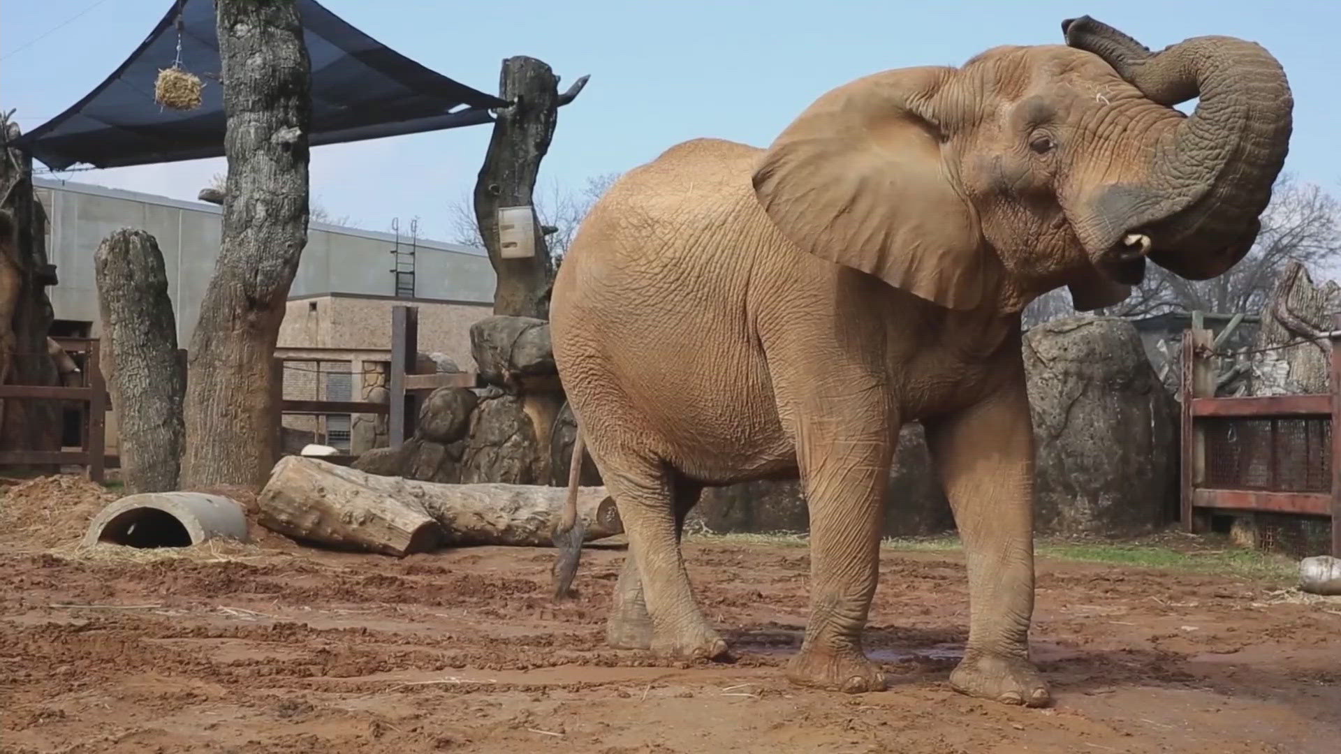 Tonka was euthanized on Wednesday after his health took a turn for the worse.