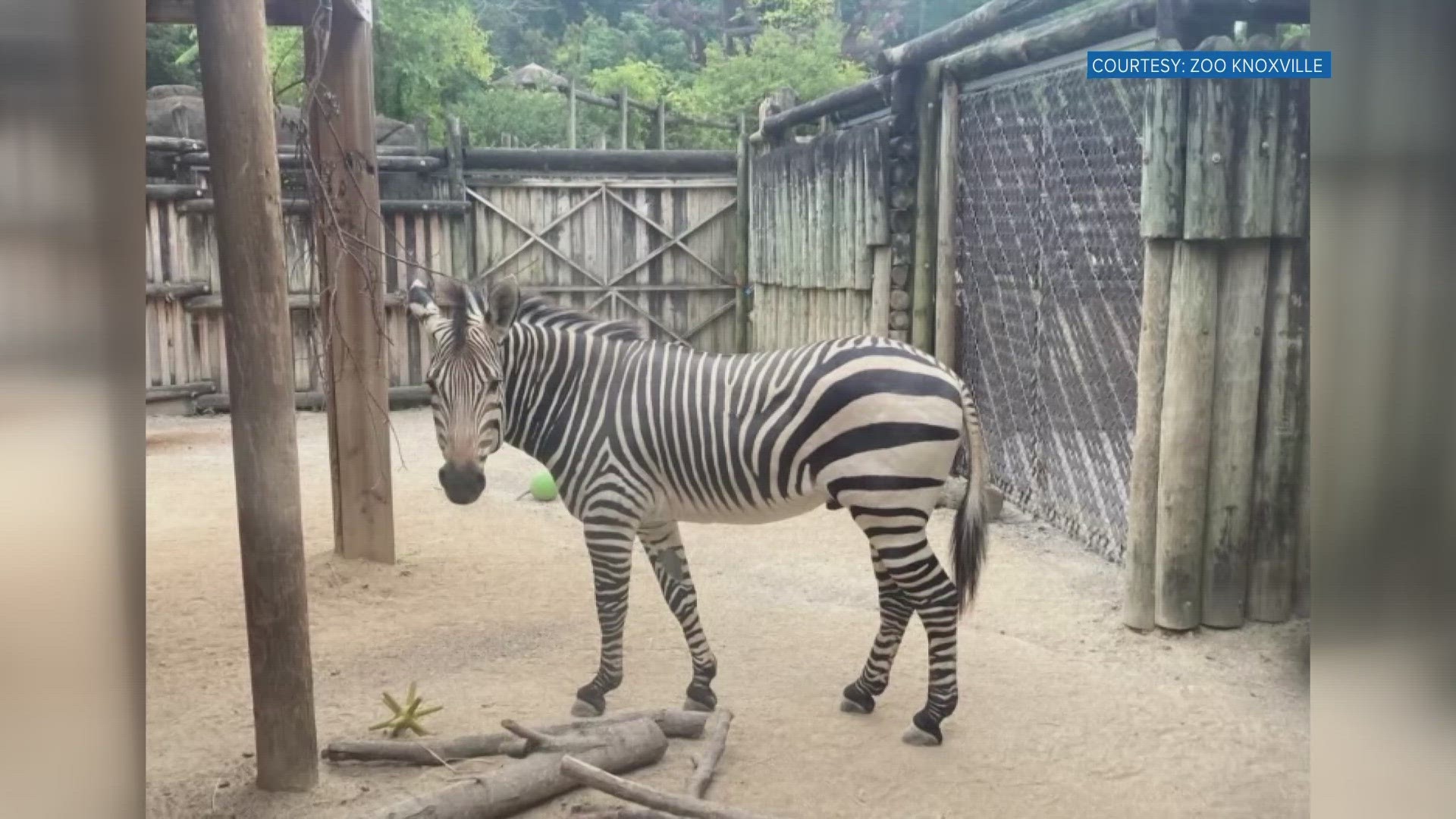 The Zoo said Tuesday the zebra was 8 years old and died due to complications from a twisting of its small intestine.