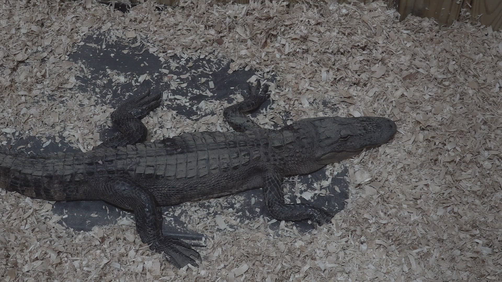 The alligator stayed at the Little Ponderosa Zoo after it was caught, while staff searched for a place better equipped to care for it.