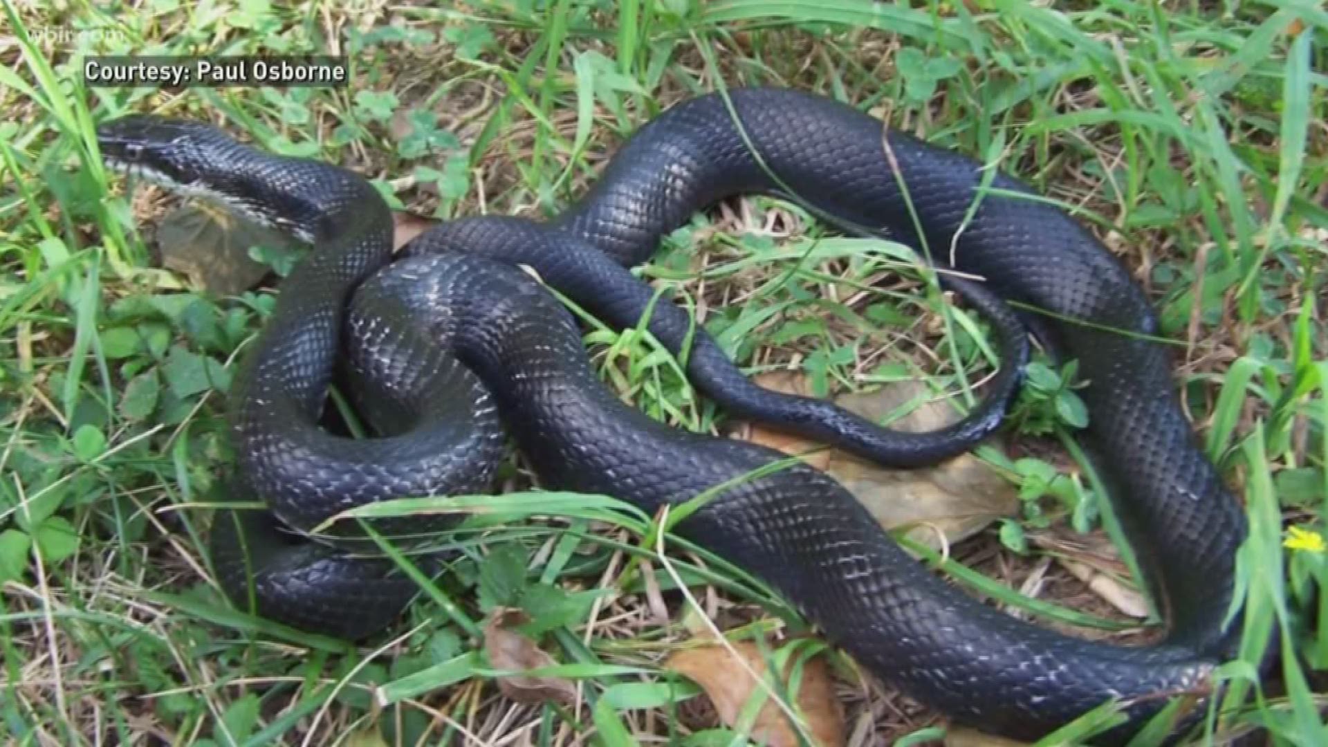 how to get a black snake out of your house