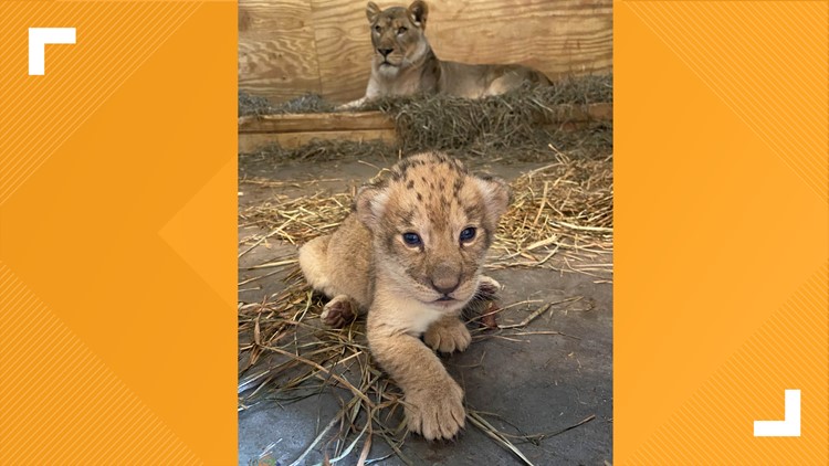 'I just can't wait to be queen' | New female lion cub born at Zoo Knoxville