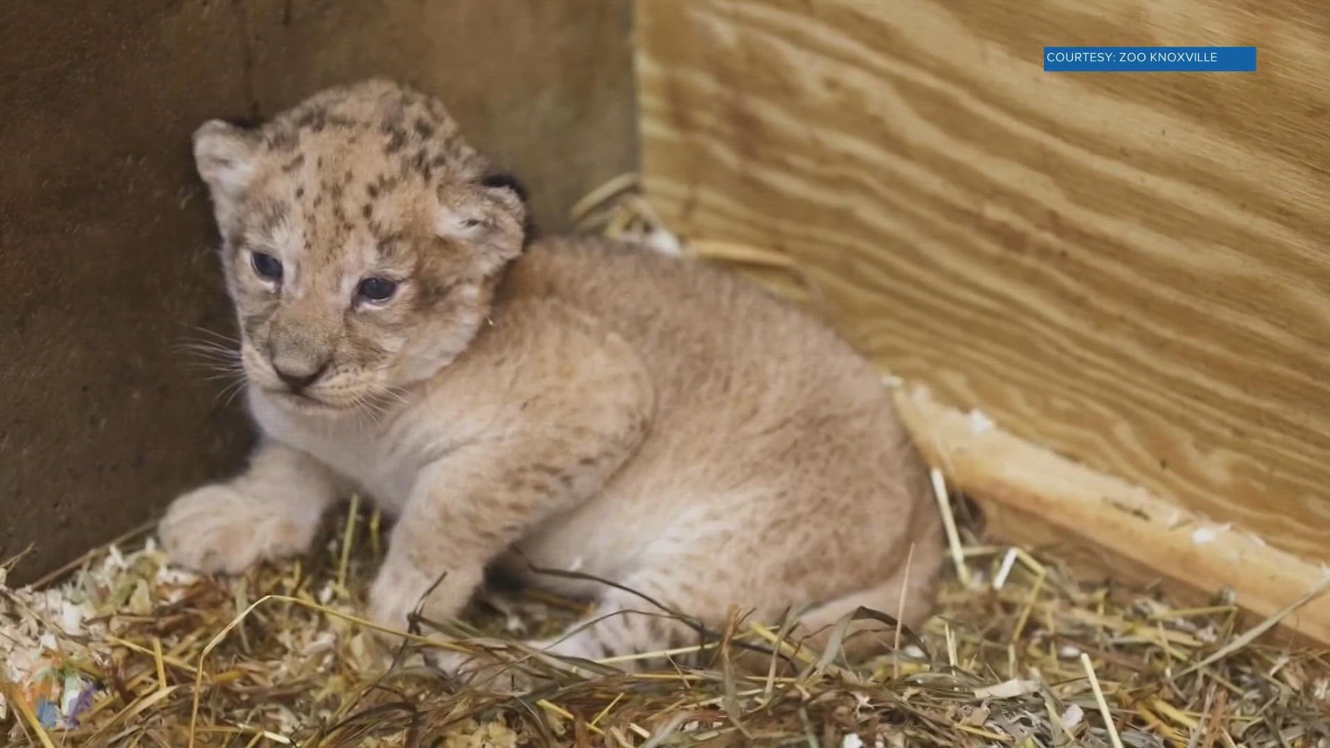 The lion cub was fatally injured by her mother when coming out of anesthesia, Zoo Knoxville said.