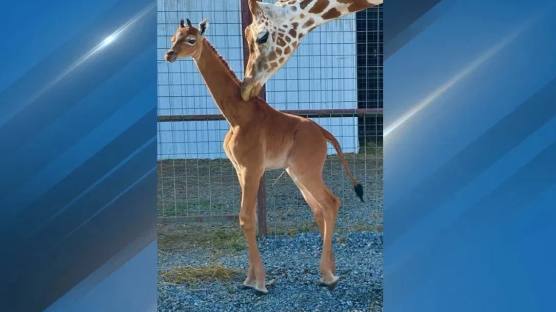 Kipekee,' the spotless giraffe born at Tennessee zoo, has died